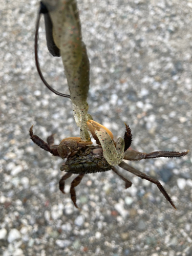 カニの釣果