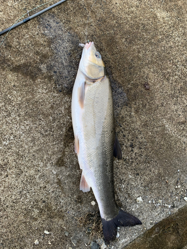 ウグイの釣果