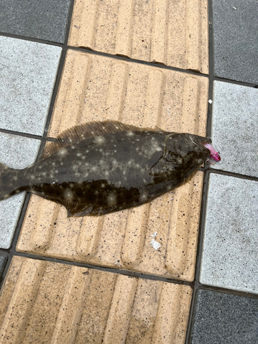 ヒラメの釣果