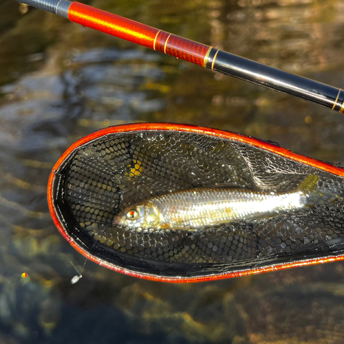 オイカワの釣果