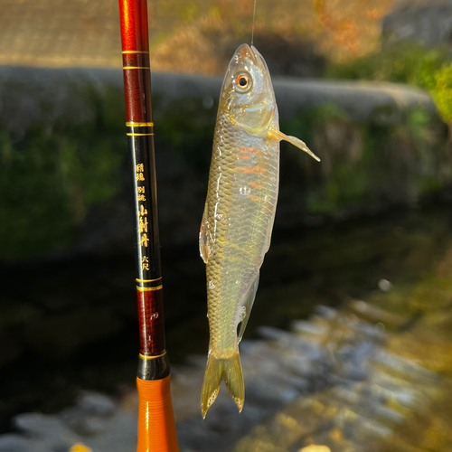 オイカワの釣果