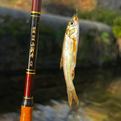 ウグイの釣果