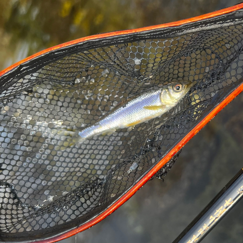 カワムツの釣果