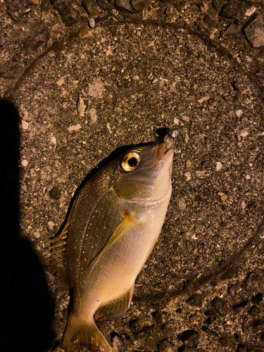 チダイの釣果