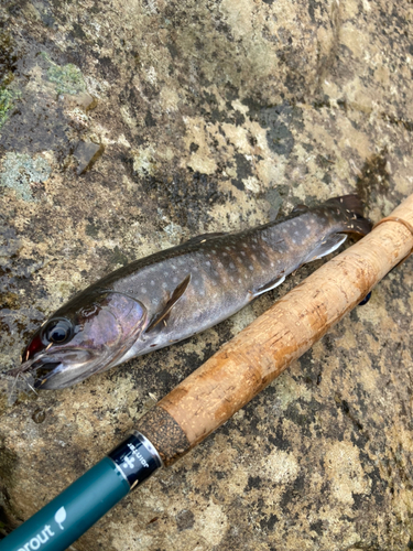 イワナの釣果