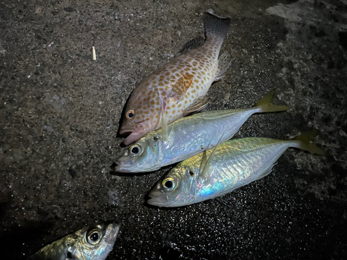 オオモンハタの釣果