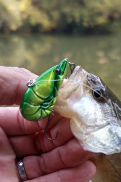 ラージマウスバスの釣果