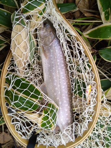 アメマスの釣果