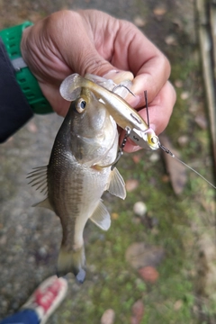 ラージマウスバスの釣果
