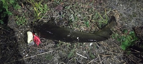 ニホンナマズの釣果