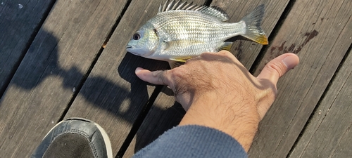 キビレの釣果