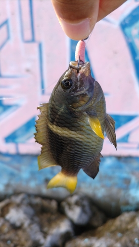 スズメダイの釣果