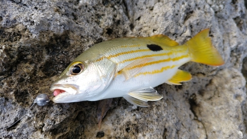 ニセクロホシフエダイの釣果