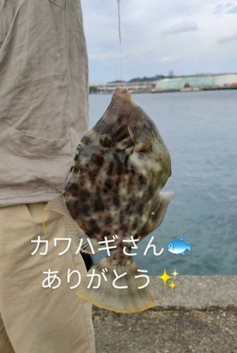 カワハギの釣果