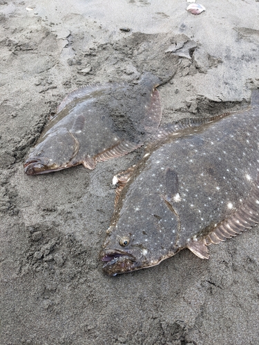 ヒラメの釣果