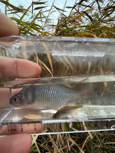 タイリクバラタナゴの釣果