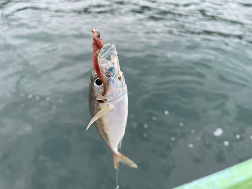 マアジの釣果