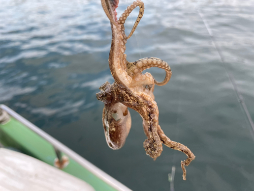 イイダコの釣果