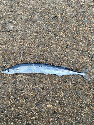 サンマの釣果