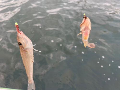 マハゼの釣果