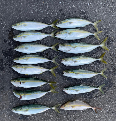 イナダの釣果