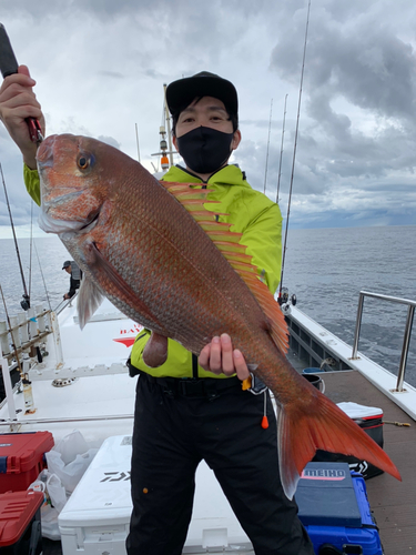 マダイの釣果