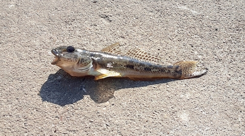 マハゼの釣果