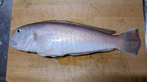 シロアマダイの釣果