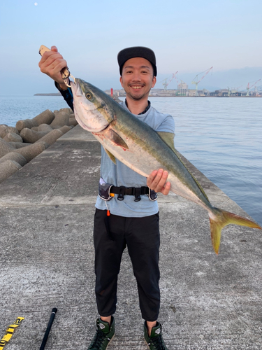 ブリの釣果