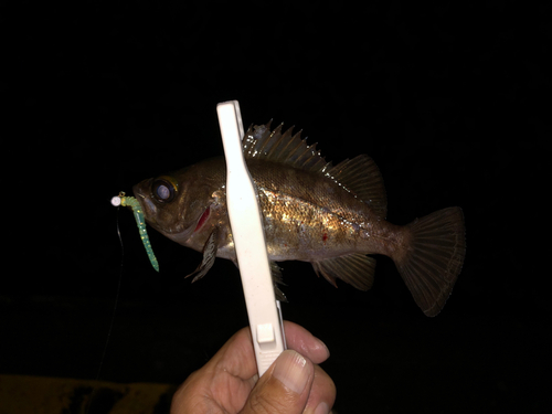 メバルの釣果