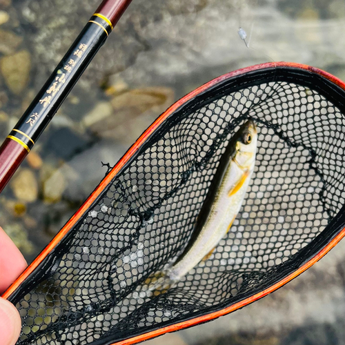 ウグイの釣果