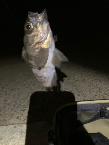 シロメバルの釣果