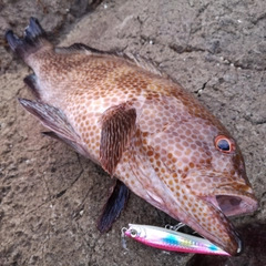 オオモンハタの釣果