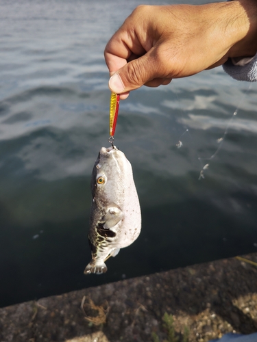 トラフグの釣果