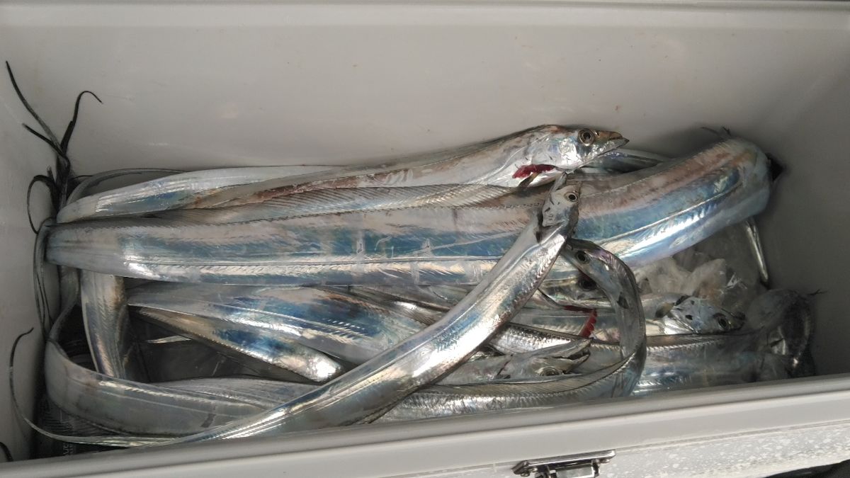 HOIHOI5963さんの釣果 2枚目の画像