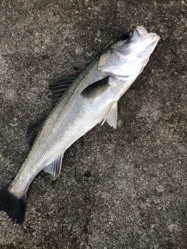 スズキの釣果