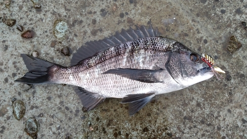 チヌの釣果