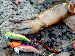 アオリイカの釣果