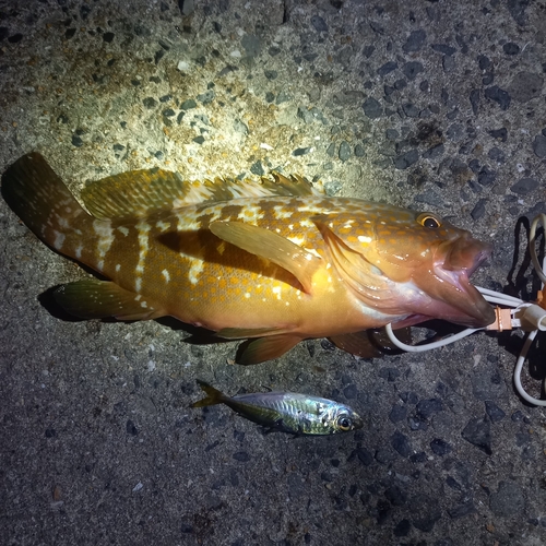 アコウの釣果