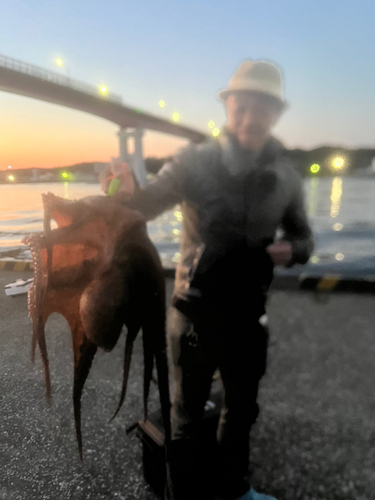 マダコの釣果