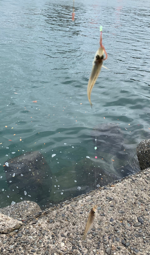 シロギスの釣果