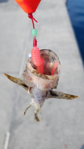 タケノコメバルの釣果