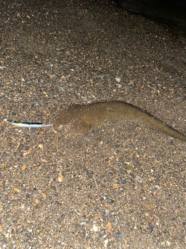 ナマズの釣果