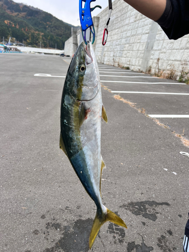 ワラサの釣果