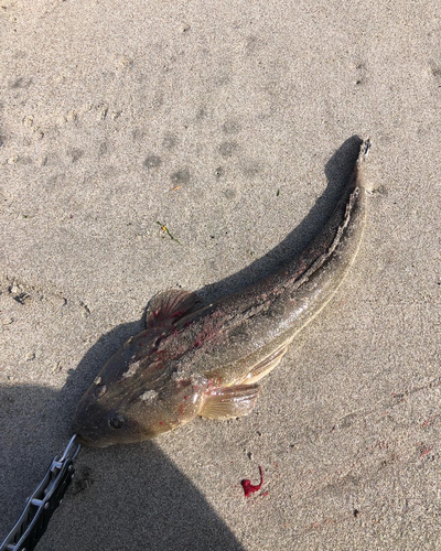 マゴチの釣果