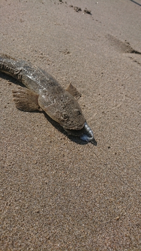 マゴチの釣果