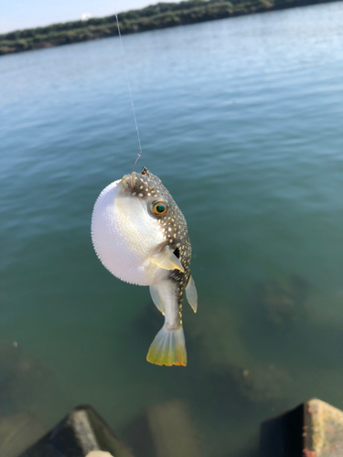 クサフグの釣果