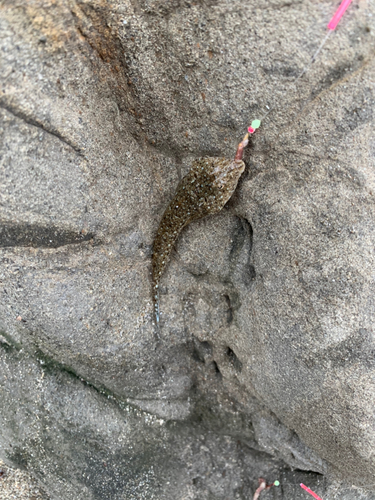 ネズミゴチの釣果