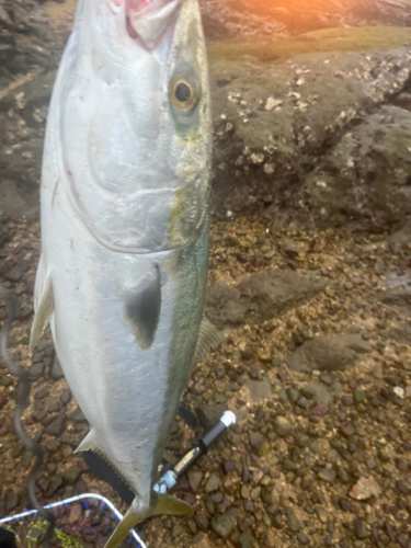 ブリの釣果