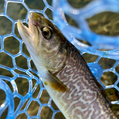 タイガートラウトの釣果